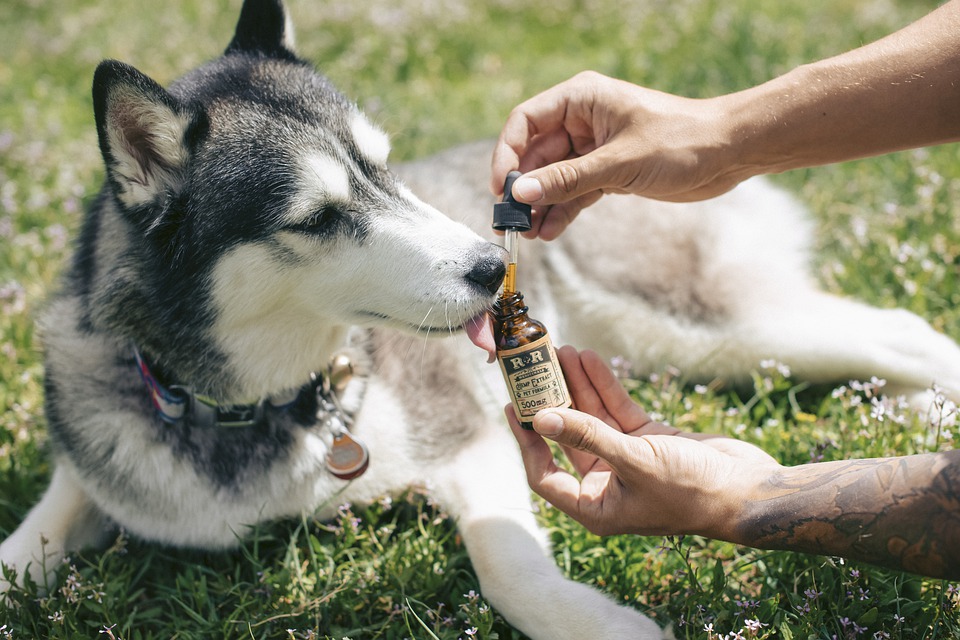 cbd for dog