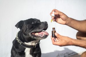 hemp oil dog