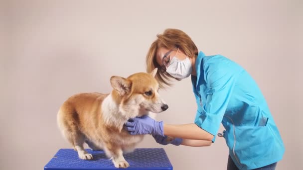 sick dog cares